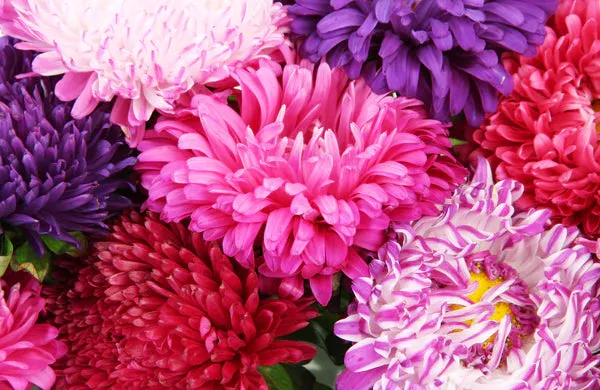 Bentley Seed Company – A Small Token – Thank You - Aster Seed Packet