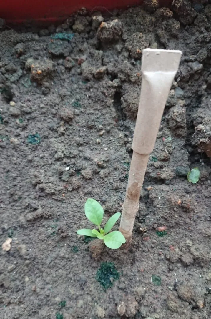 Eco-friendly Plantable Seed Pen & Pencils
