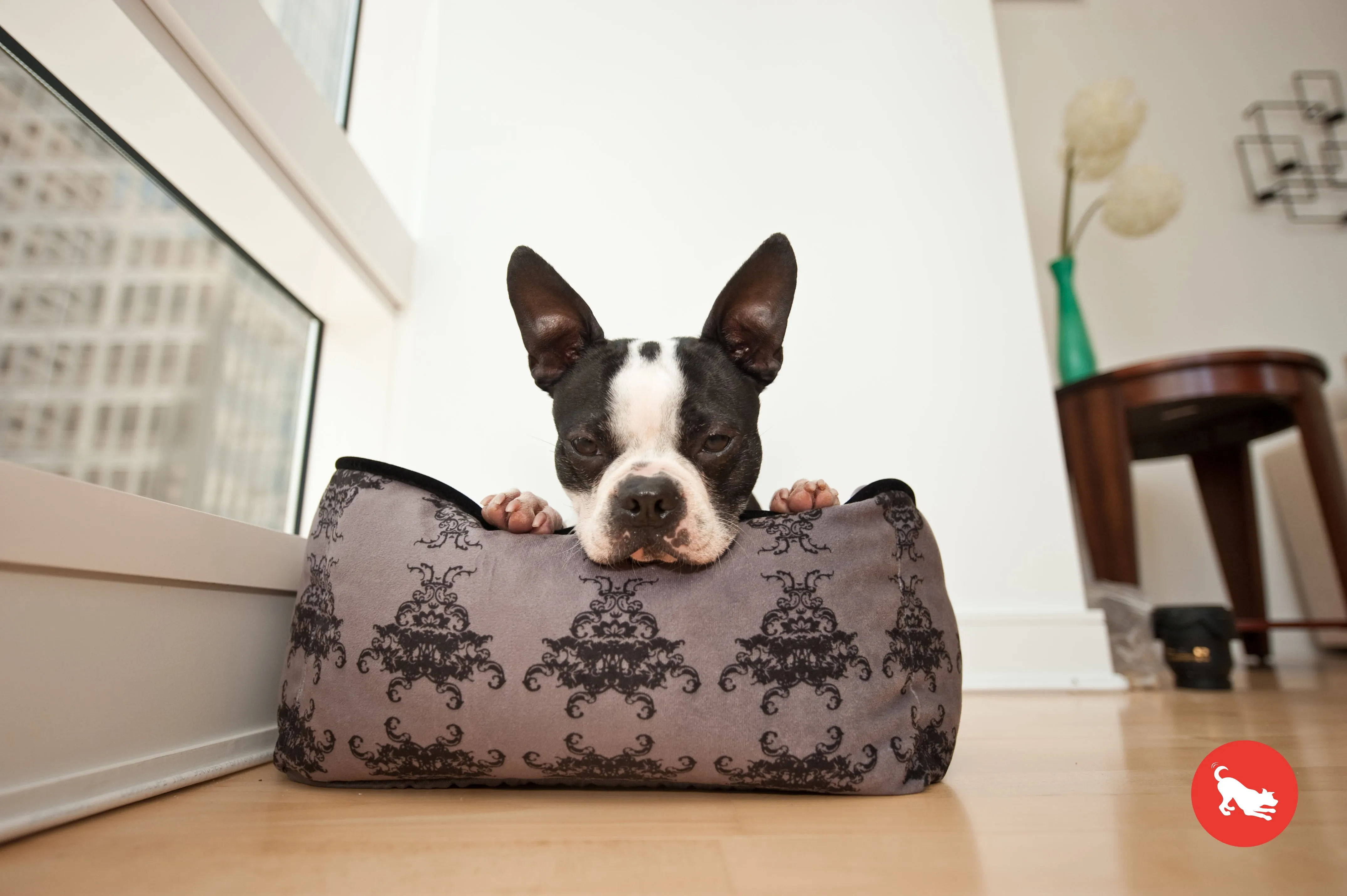 [Pre-order]Lounge Dog Bed: Royal Crest