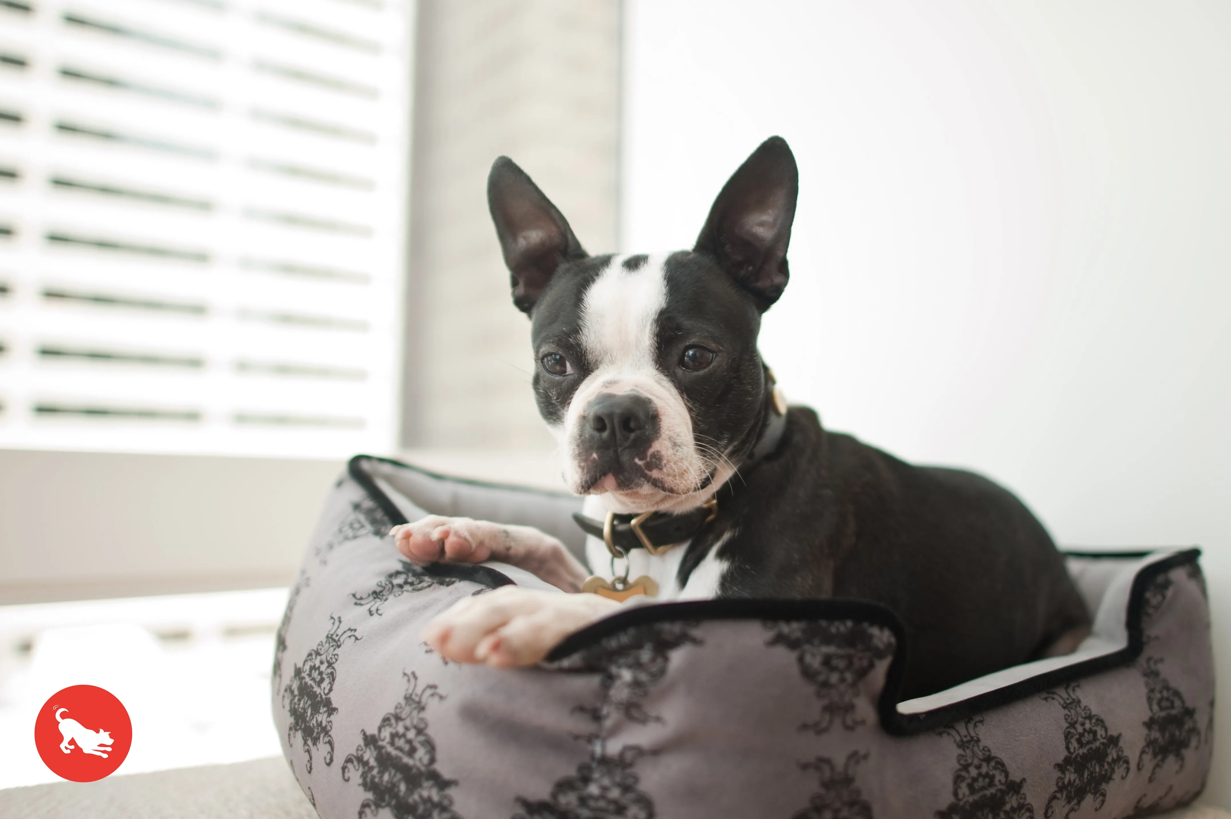 [Pre-order]Lounge Dog Bed: Royal Crest