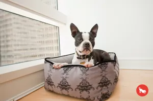 [Pre-order]Lounge Dog Bed: Royal Crest