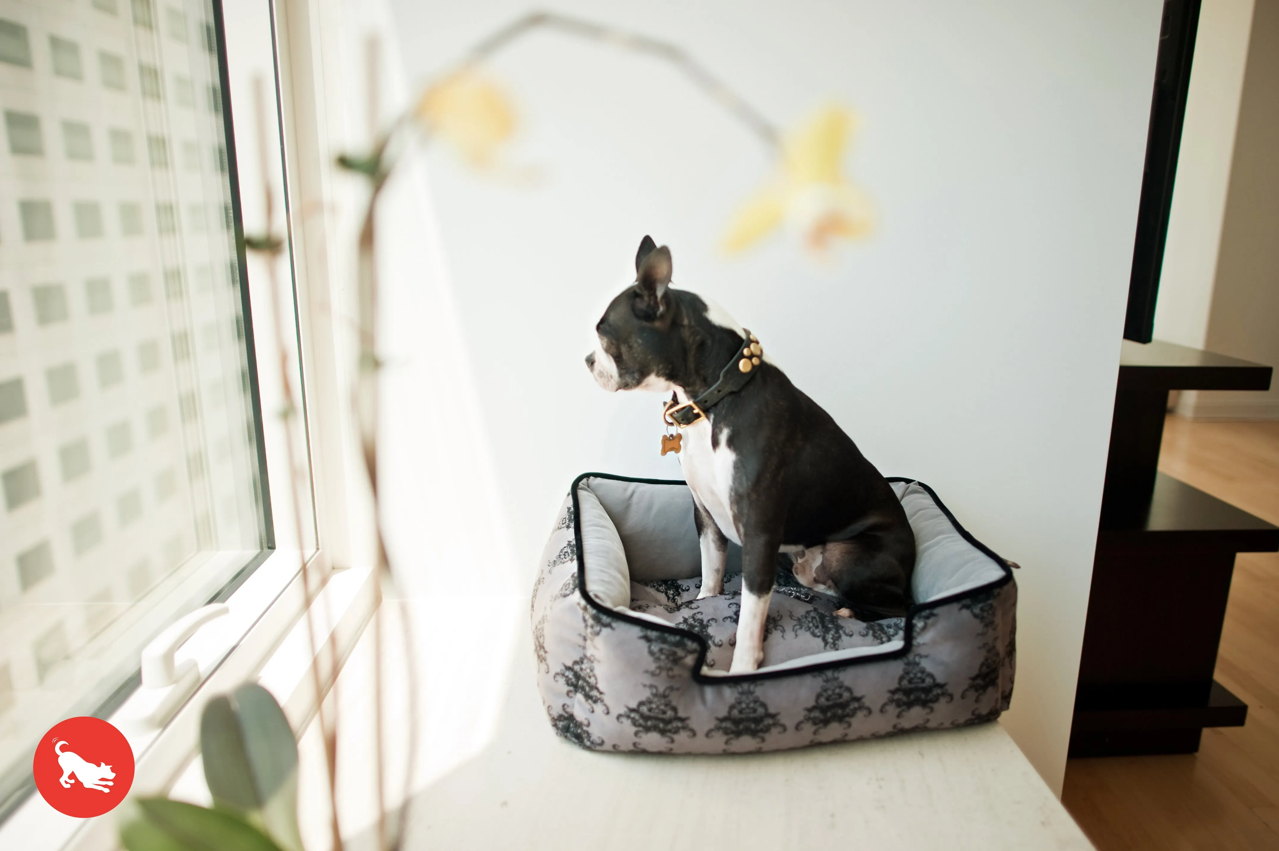 [Pre-order]Lounge Dog Bed: Royal Crest