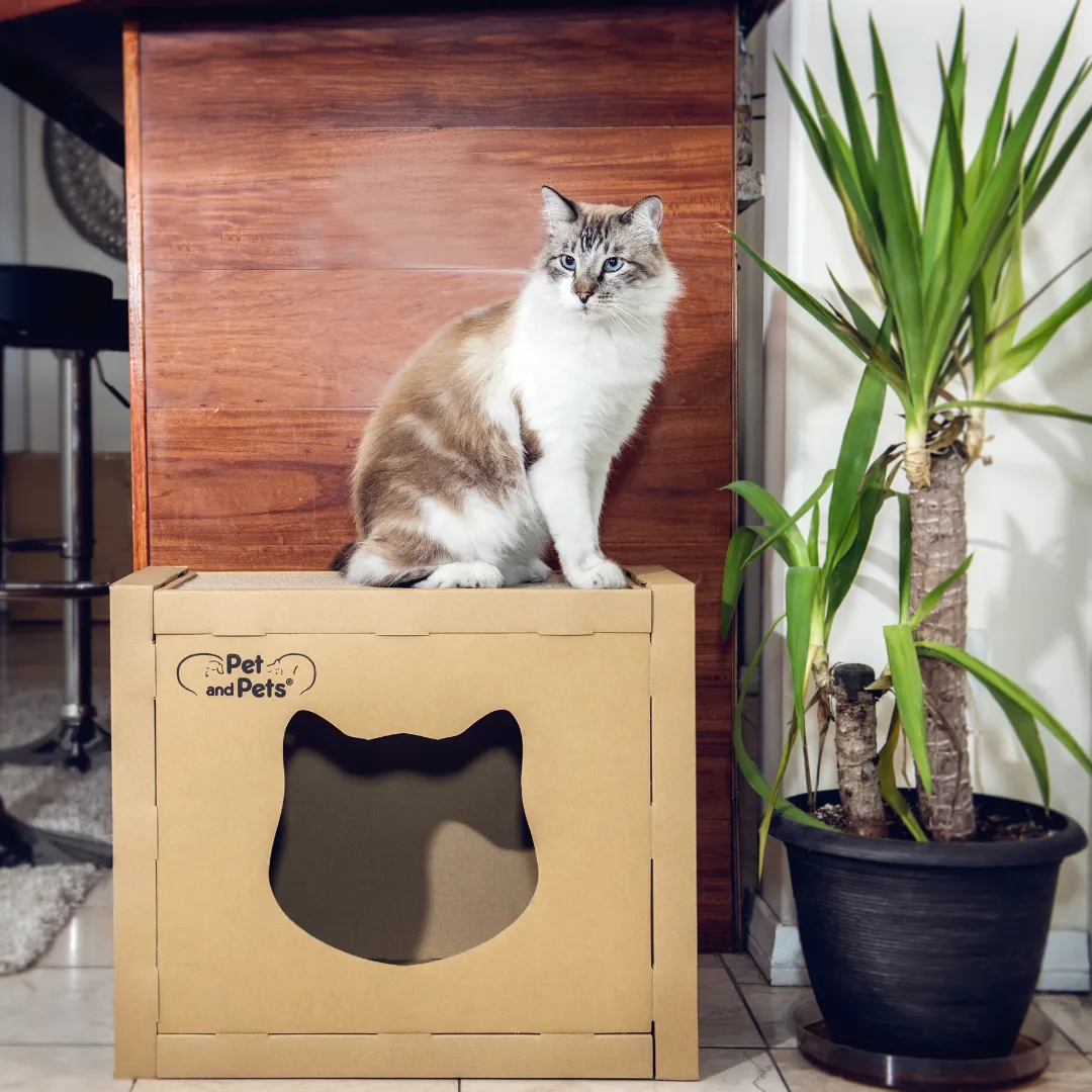 SOLD OUT - The Box Eco Pet House by Pet and Pets